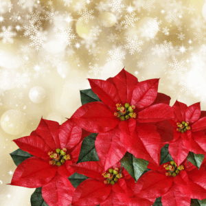Flor de navidad (Poinsettia)